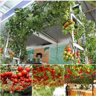 Hạt giống Cà chua bạch tuộc ( cà chua leo giàn ) - Gói 10 hạt  - Kèm gói kích hạt nảy mầm