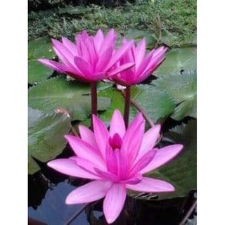 2 cây hoa súng sẵn nụ hoa