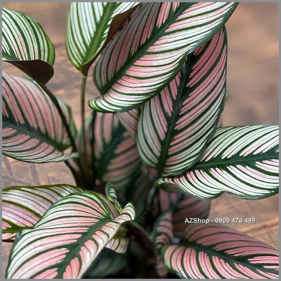 Cây Đuôi Công White Star Calathea - Kiểng Lá Trang Trí Văn Phòng, Nội Thất