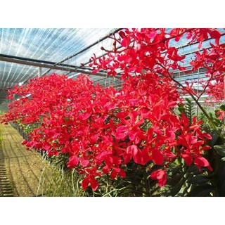 Lan Ren Red hoa đẹp, siêng hoa