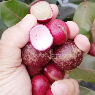 cây giống nhãn tím -cam kết chuẩn giống
