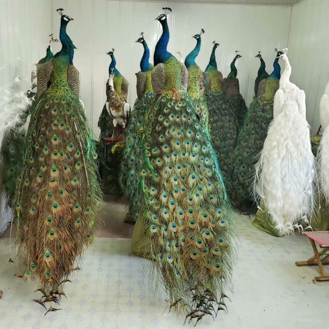 Chim Công Tiêu Bản