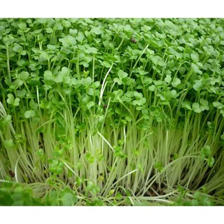HẠT GIỐNG RAU MẦM CẢI XOONG