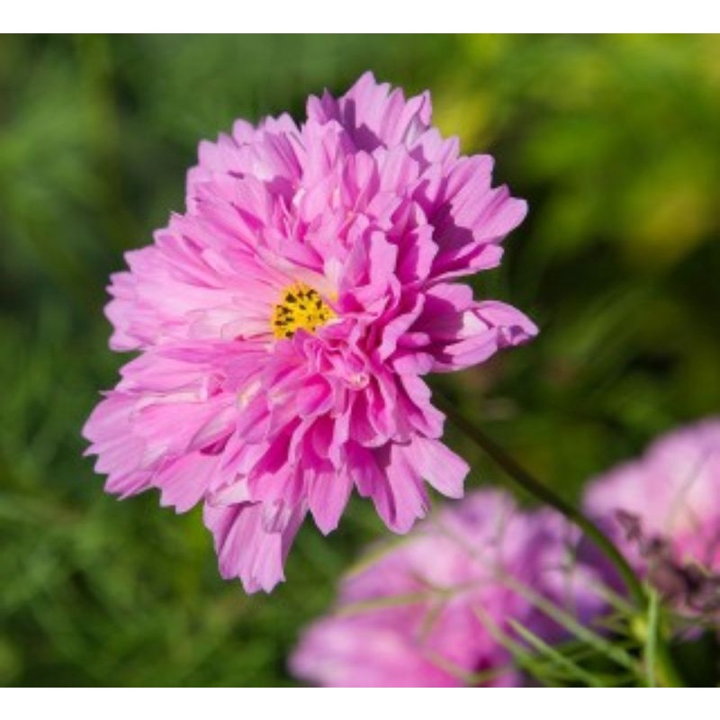 ( HOT ) Hạt giống hoa cánh bướm mix ( đơn, kép, nhiều màu) gói 50 hạt