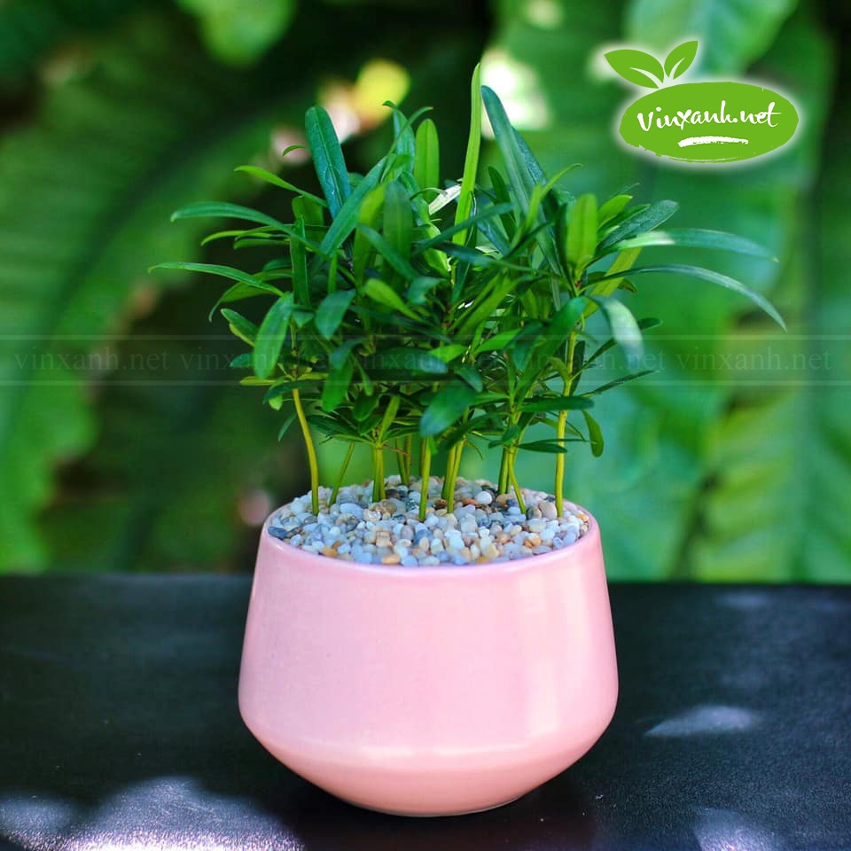 Chậu để bàn đường kính 6cm 9cm 12cm