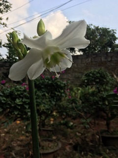 Củ hoa ngọc trâm ( có 2 size cho KH lựa chọn )