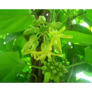 cay hoa thien ly