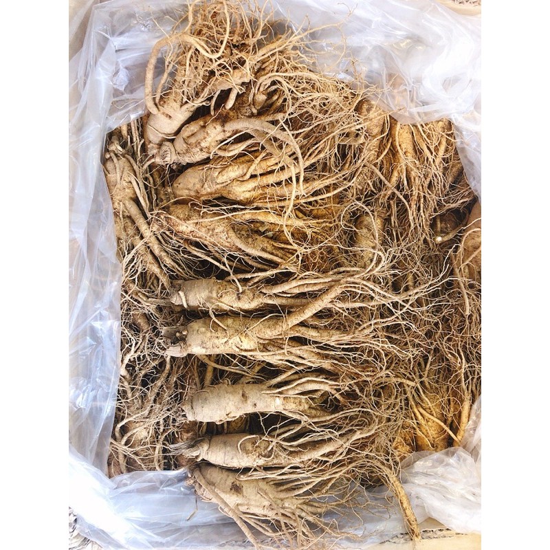 Sâm Hàn Quốc size 8 củ 1kg.1 củ chỉ 250k | BigBuy360 - bigbuy360.vn