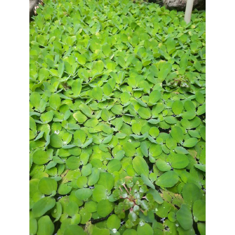 bèo cái ( Bèo Tượng ) mua 5 tặng 1 cây thủy sinh trang trí bể cá - lọc nước