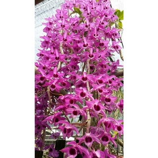 Hoa Lan phi điệp (1 bó 10 thân đủ màu)