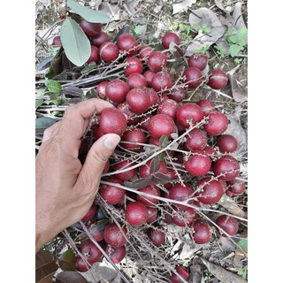 GIỐNG CÂY NHÃN TÍM