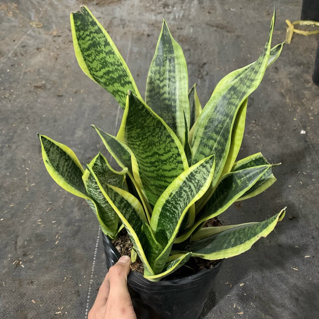 Cây lưỡi hổ trưởng thành cao 25-30cm, cây phong thủy để bàn trang trí nội thất và văn phòng