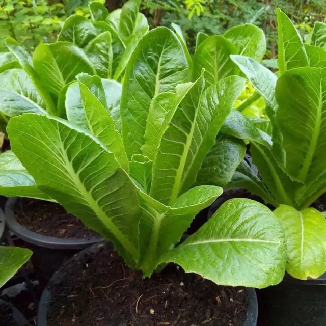 500 hạt giống xà lách Romie Know