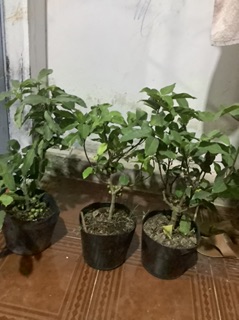 Cây sung kiểng siêu trái