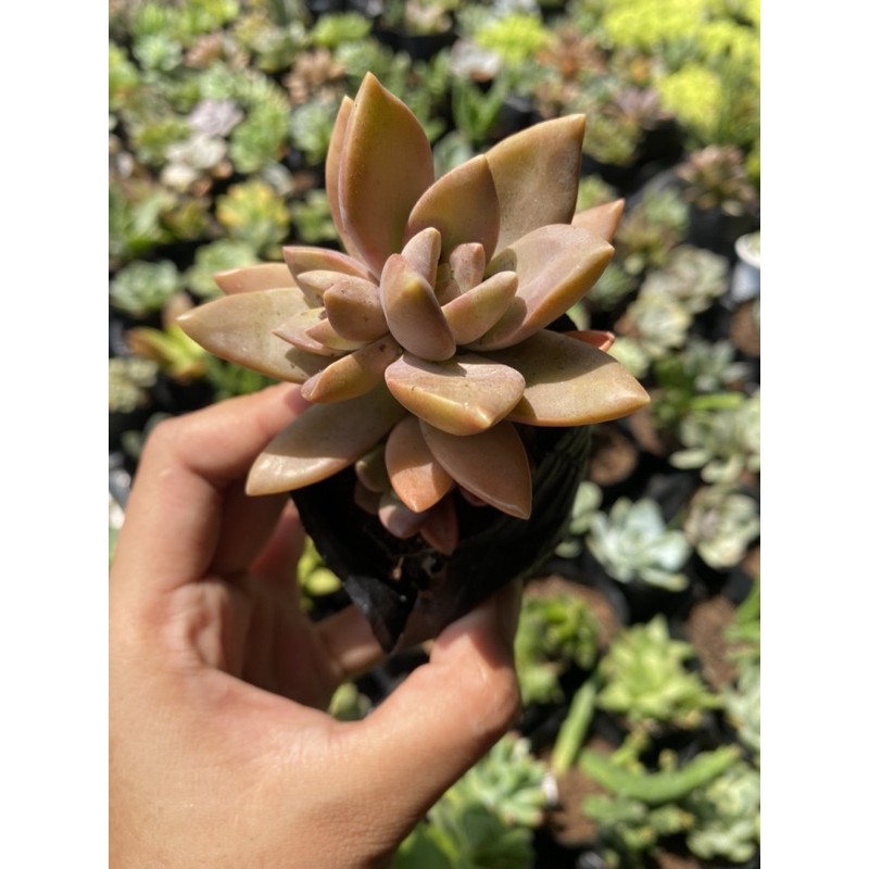 SEN ĐÁ ĐỎ-SIZE BẦU (5-7CM)-GIỐNG PHỔ THÔNG DÀNH CHO CÁC BẠN MỚI TẬP TRỒNG SEN ĐÁ
