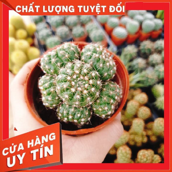 Xương rồng lobi bụi  ❌ FREE SHIP ❌   Xuất xứ Đà Lạt, đã thuần khí hậu