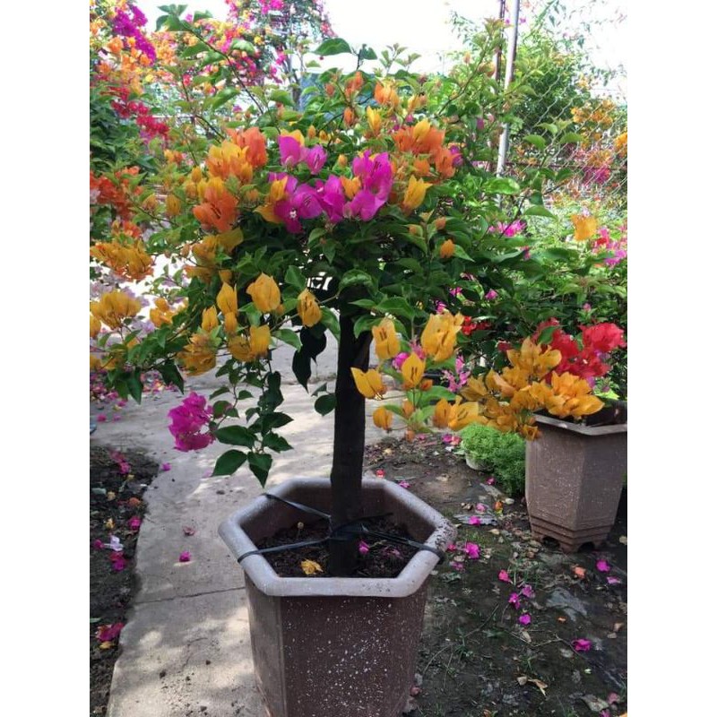 hoa giấy ngũ sắc