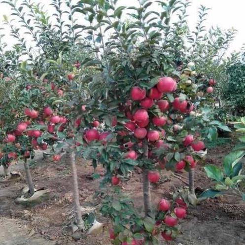 Cây giống Táo Đỏ Lùn Mỹ
