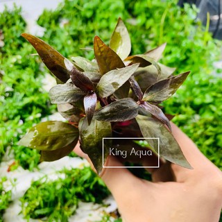 Cây thủy sinh Huyết Tâm Lan (Trung cảnh) (Chỉ ship miền Bắc và đầu miền Trung)
