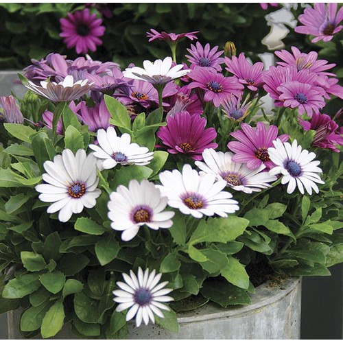 Hạt giống HOA CÚC Châu phi F1 - Gói 0,5 gram