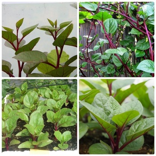 Hạt mồng tơi đỏ - gói 1 gram