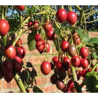 Cây giống cà chua thân gỗ Tamarillo -vườn của boss