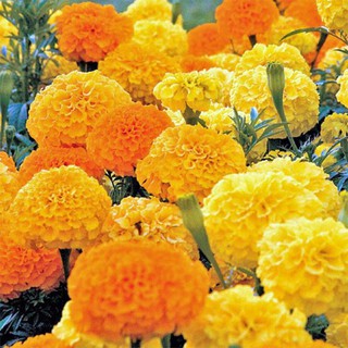 Hạt giống Hoa cúc Vạn Thọ Châu Phi Crackerjack Mix Marigold