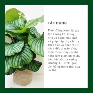 Cây đuôi công xanh bao đẹp