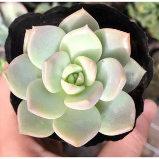 Sen đá các loại-size nhỏ