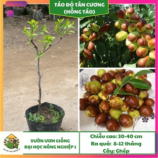 Cây giống táo đỏ tân cương f1, giống cây táo đỏ đại học nông nghiệp 1, cây táo đỏ ghép cao 30cm - 50cm
