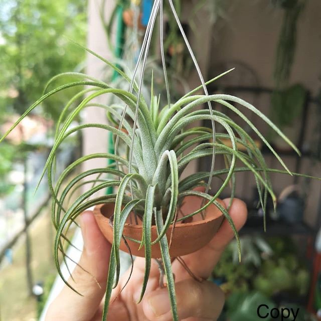 Cây không khí Tillandsia victoria -Victoria giant.