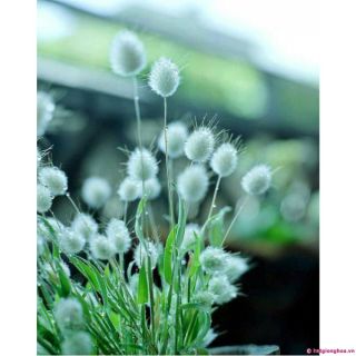 HẠT GIỐNG CỎ ĐUÔI THỎ ( 0.2 gr)