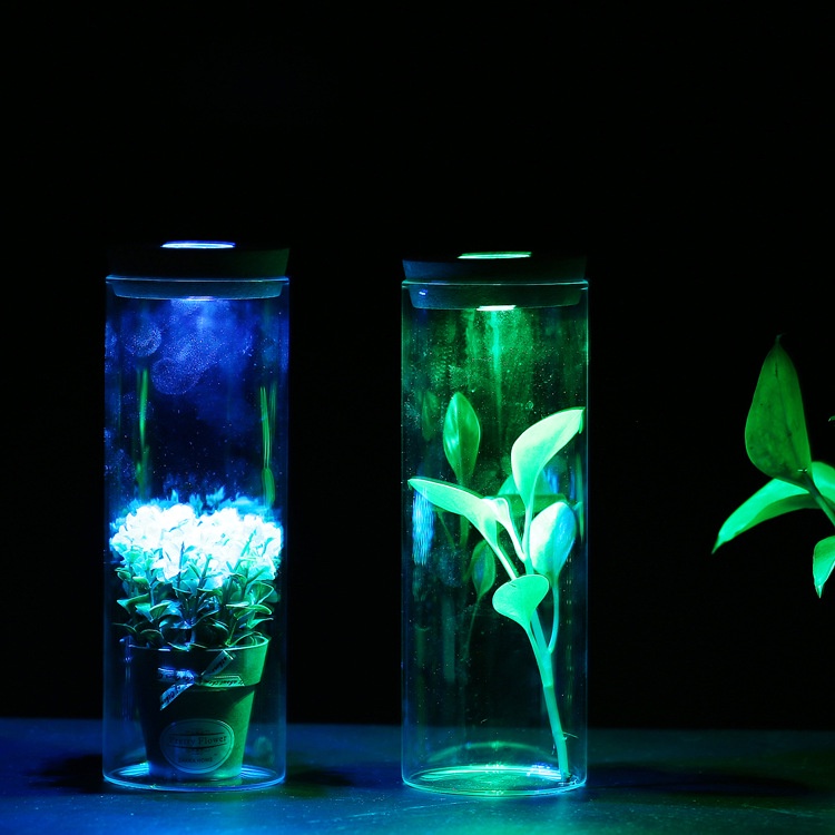 Lọ Hoa Thủy Tinh Trong Suốt Có Nút Bần Và Đèn LED Phát Sáng Độc Đáo