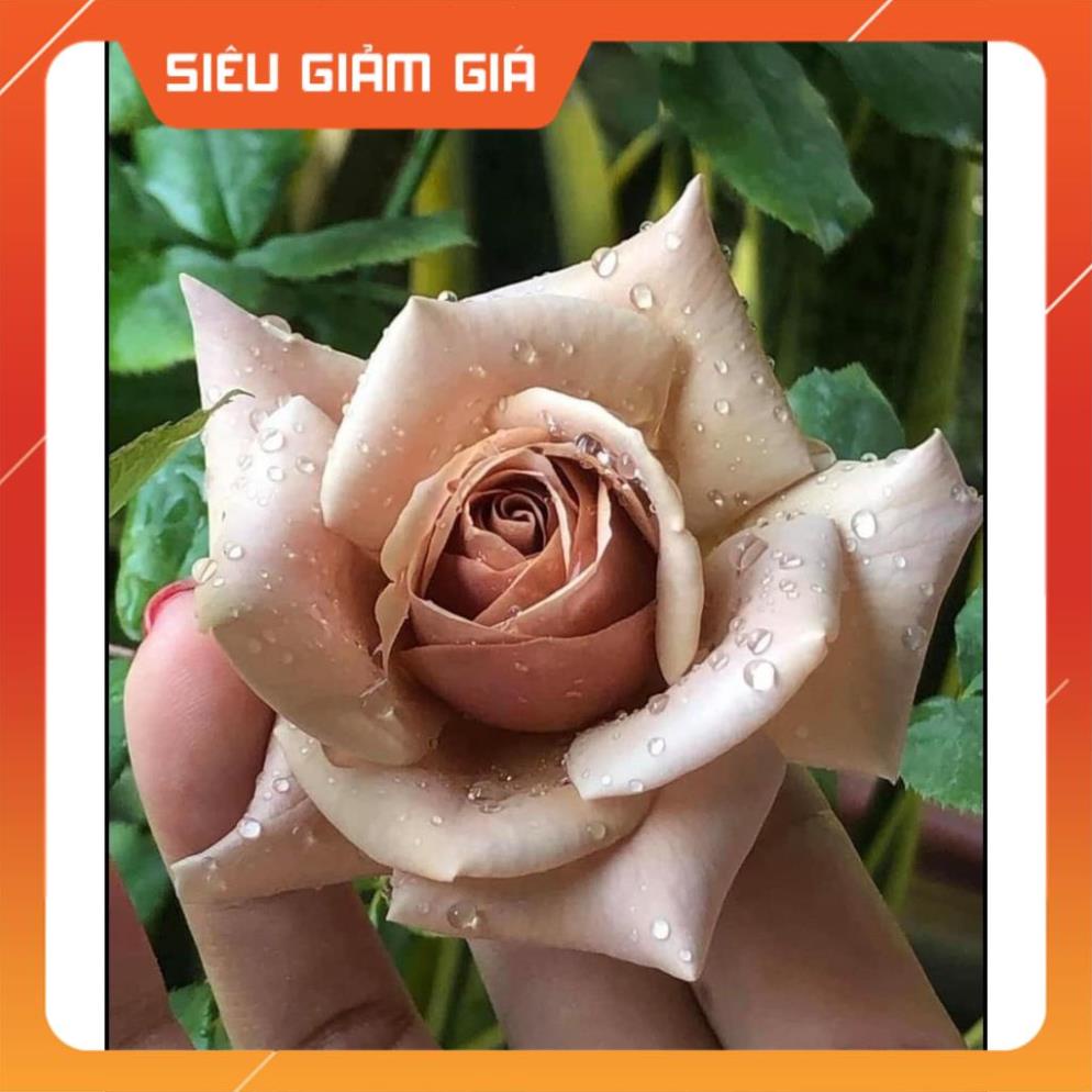 Hoa hồng bụi Koko Loco Rose ly cà phê sữa trong khu vườn của bạn-Hoangoaimelinh