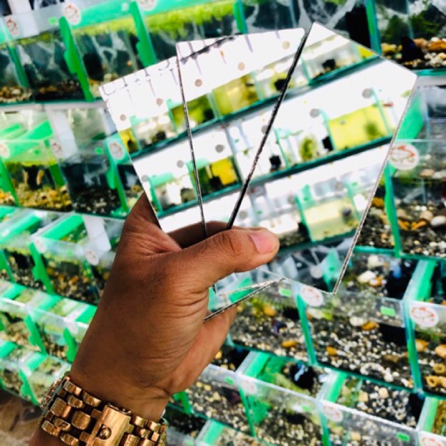 Kính cho cá Betta kè . Giúp cho cá betta không bị xếp đuôi