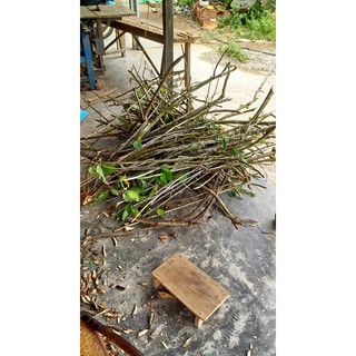 0.5kg Cây An Xoa Rừng