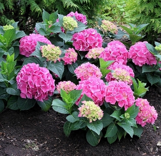 combo 5 cây giống hoa cẩm tú cầu đủ màu