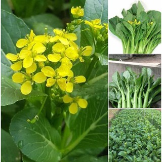 Combo 2 gói hạt giống cải ngòng