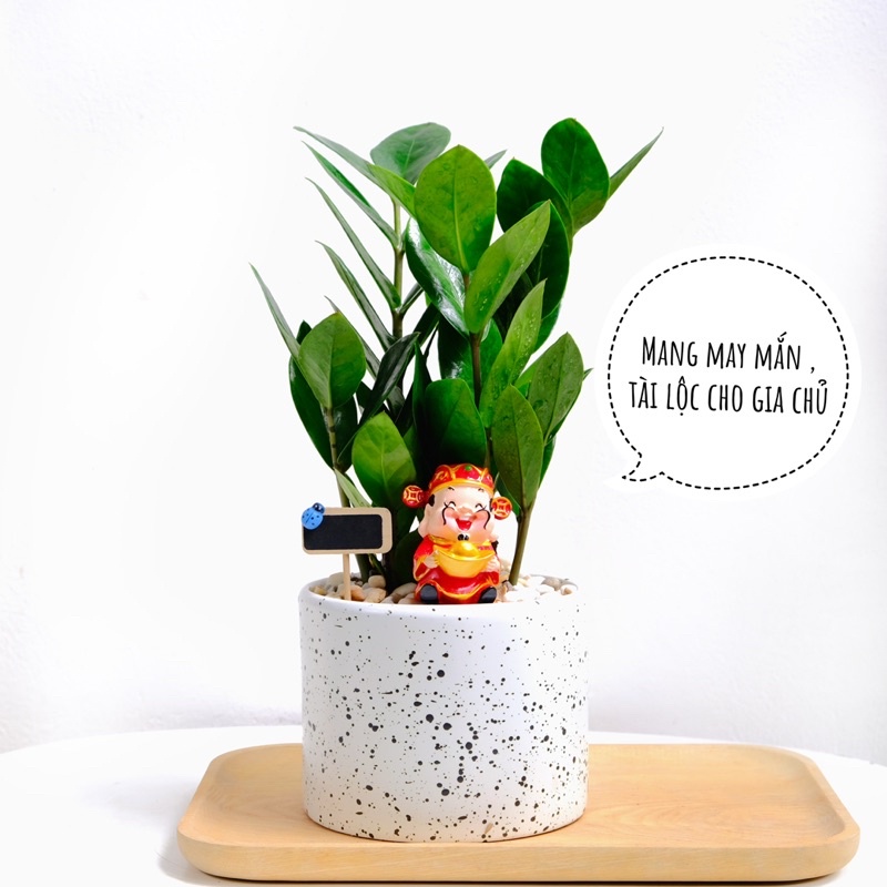 Tiểu cảnh cây kim tiền để bàn kết hợp cùng chậu sứ trắng và ông thần tài . Món quà tặng ý nghĩa .