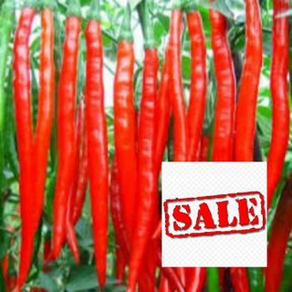 Hạt giống ớt dài hàn quốc 20 hạt sale
