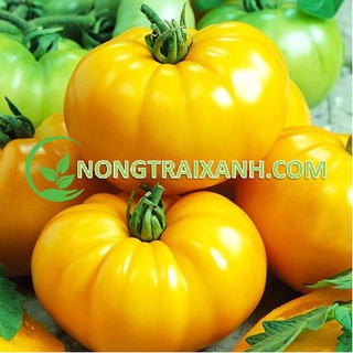 100h - hạt giống cà chua vàng quả to