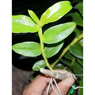 ki phi điệp bản lá đẹp