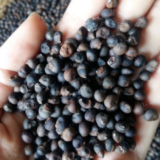 Hạt giống cây bông gòn  - 100gram/gói - STHG2