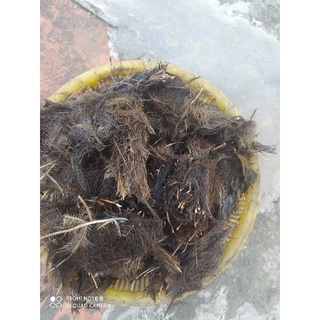 rể lục bình khô (100g)