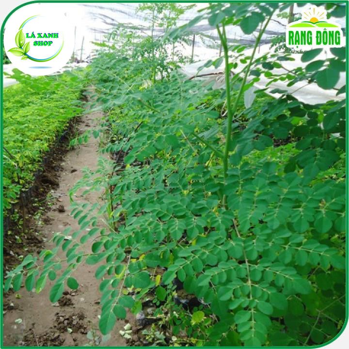Hạt giống Chùm Ngây Trồng Quanh Năm (gói 2 gram) - Hạt giống Rạng Đông