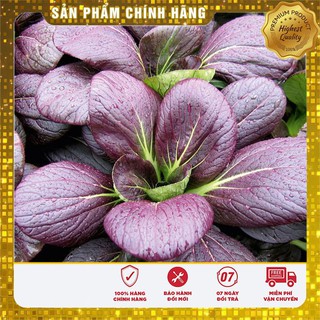 Hạt giống cải canh lá đỏ -20gr