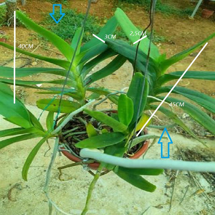 Hoa lan giáng hương hoàng nhạn tháng 8