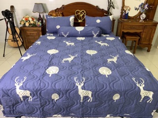 Drap cotton hàn quốc