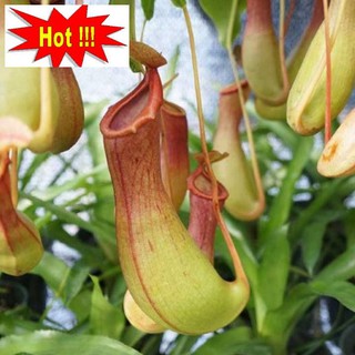 50H - HẠT GIỐNG CÂY NẮP ẤM