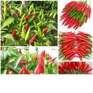 Hạt Giống Ớt Chỉ Thiên Siêu Cay 1gr